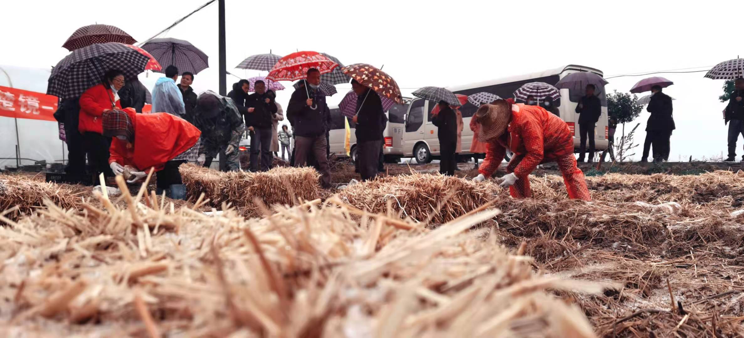 南漳的“大球盖菇”火了！全省专家都来了